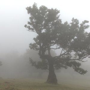 Nebel...... Heike Wackermann